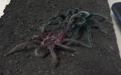 Pamphobeteus Santo Domingo Tarantula